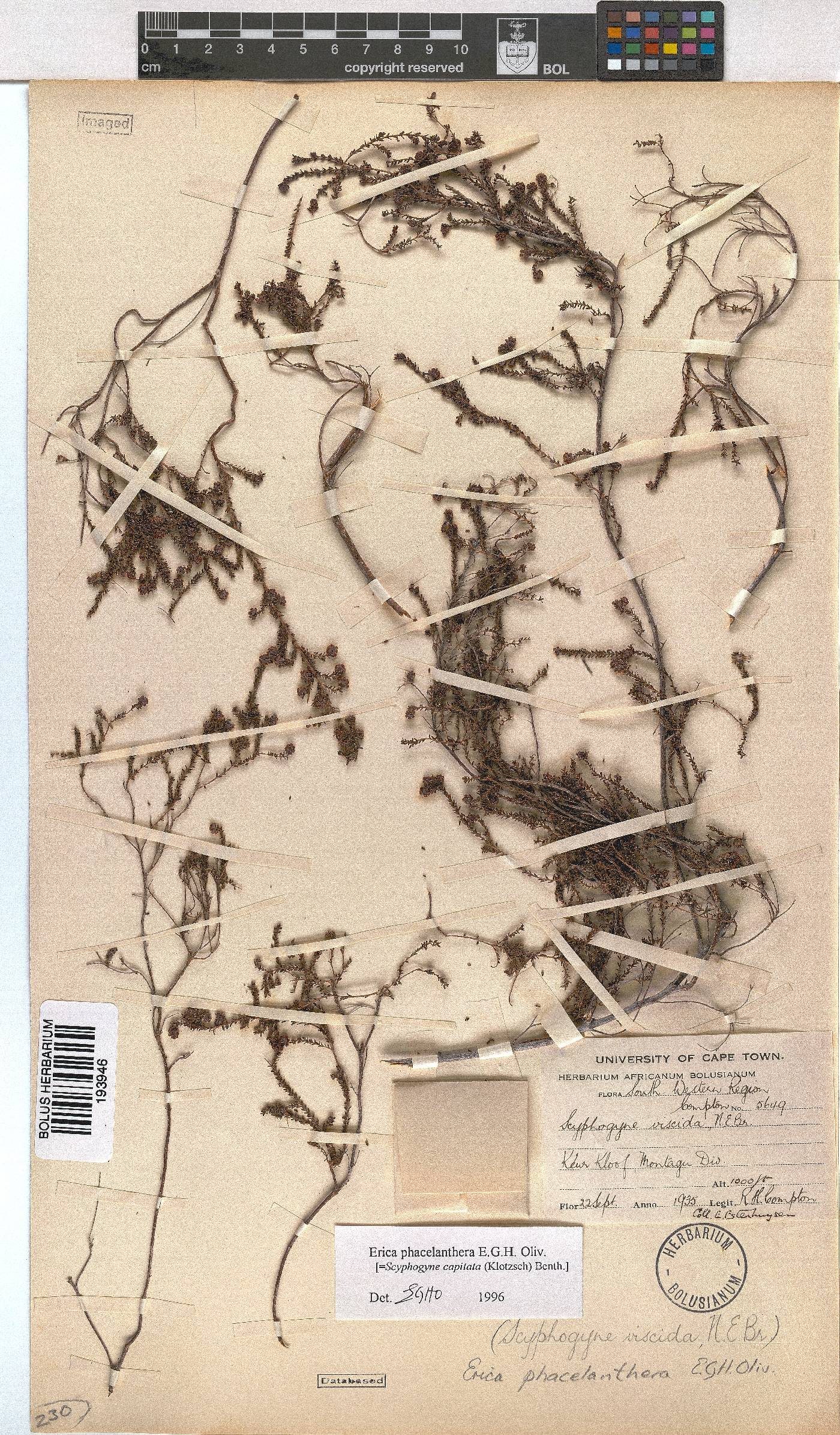 Erica phacelanthera image