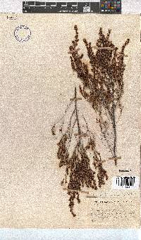 Erica thamnoides image