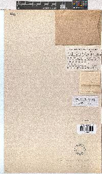 Erica thamnoides image