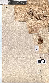 Erica thamnoides image