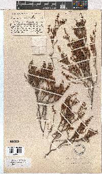 Erica thamnoides image