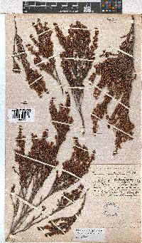 Erica thamnoides image