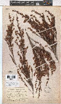 Erica thamnoides image