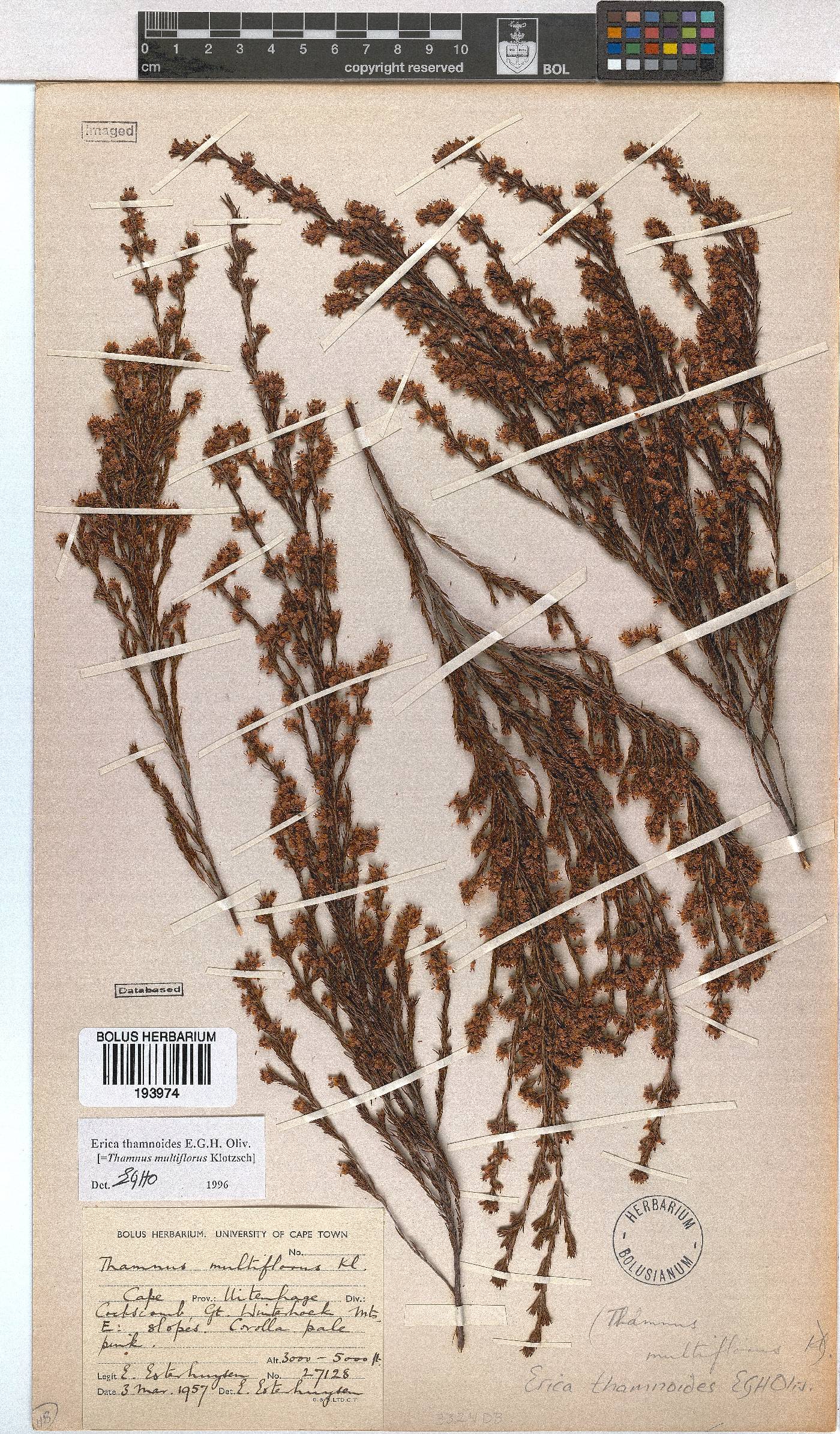 Erica thamnoides image