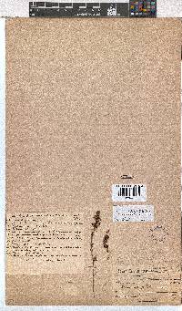 Erica thamnoides image