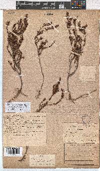 Erica thamnoides image