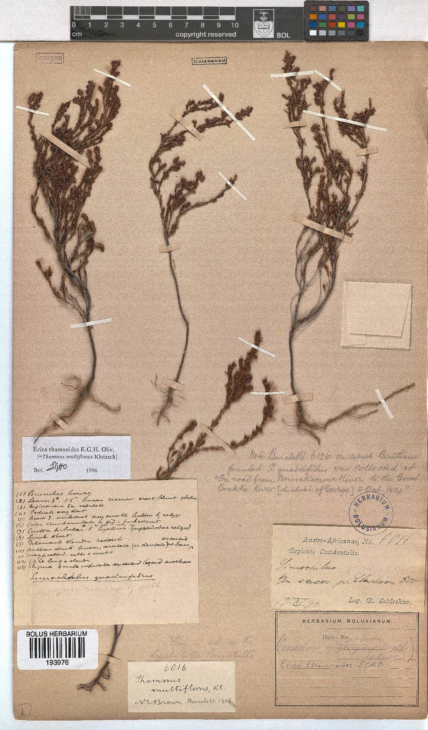 Erica thamnoides image