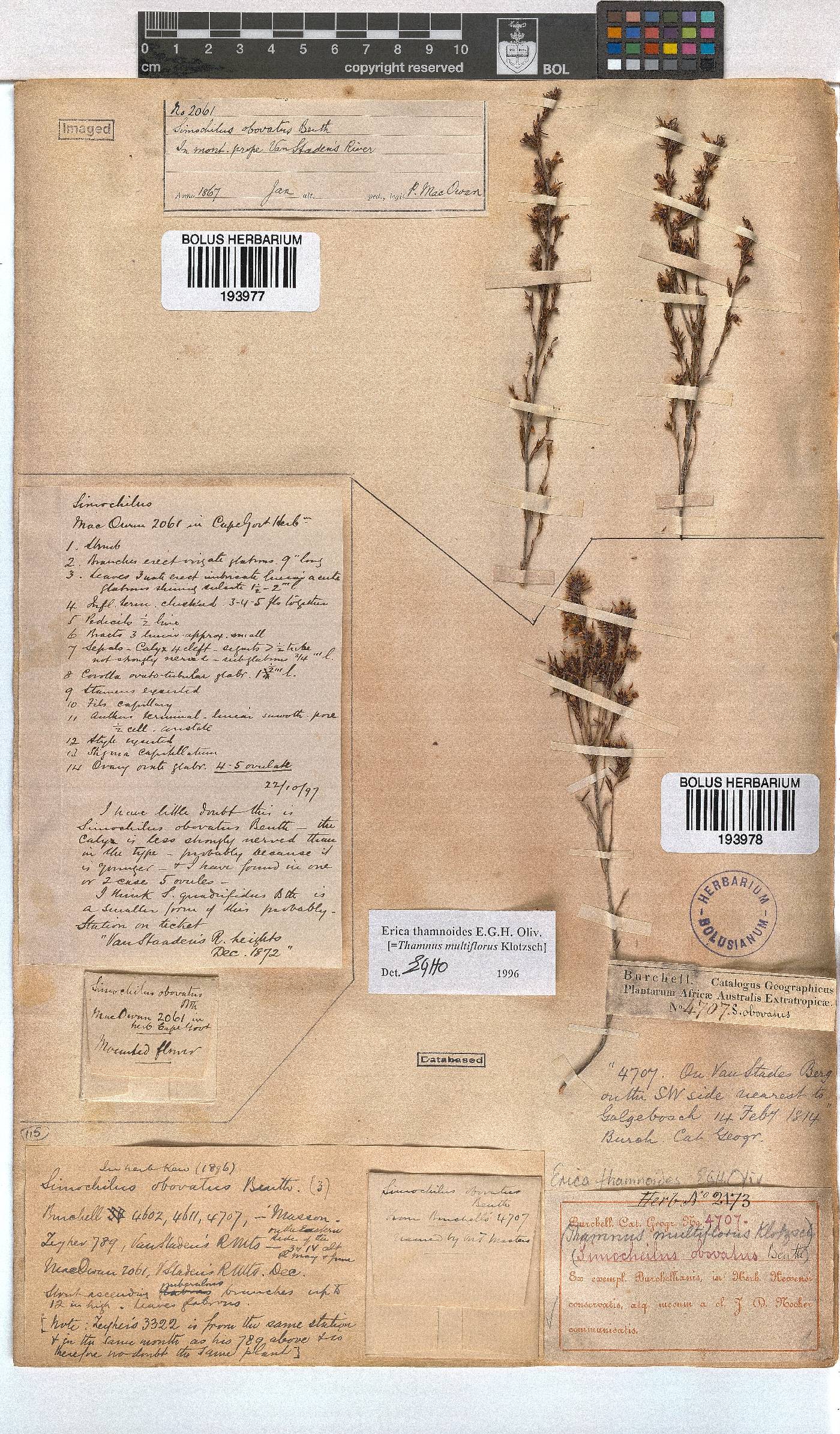 Erica thamnoides image