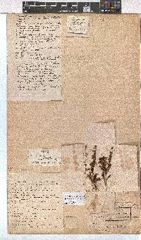 Erica thamnoides image