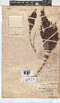 Erica thamnoides image