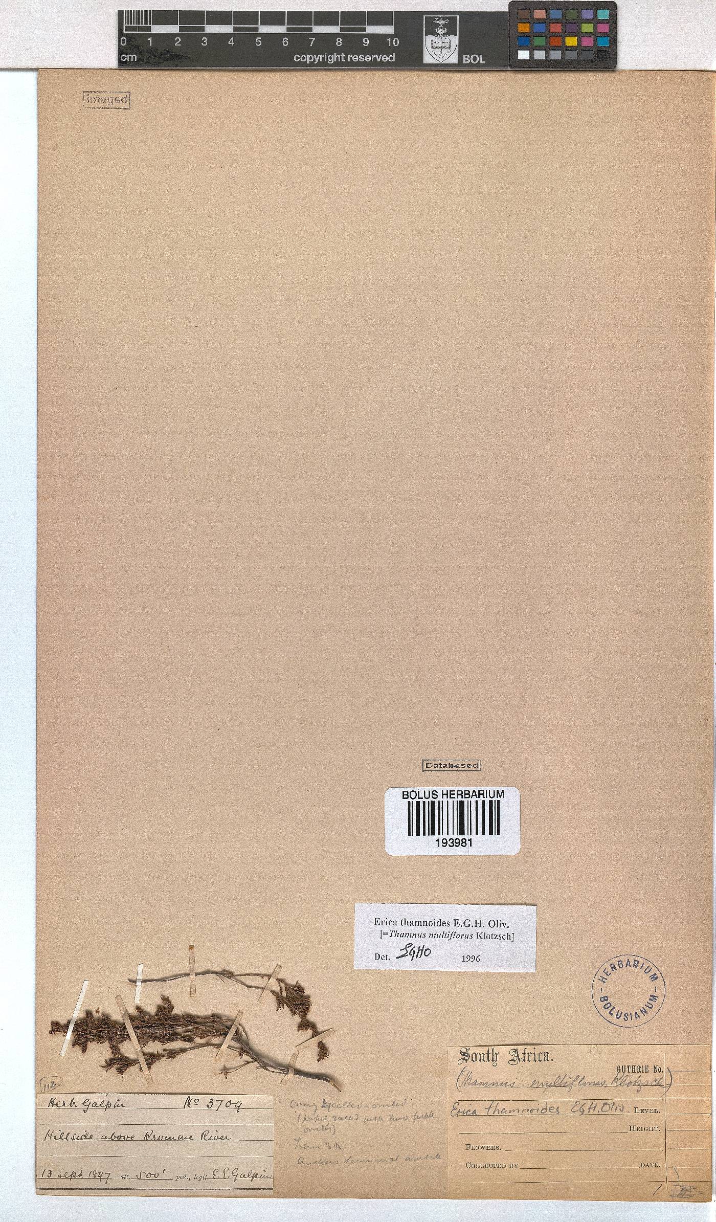 Erica thamnoides image