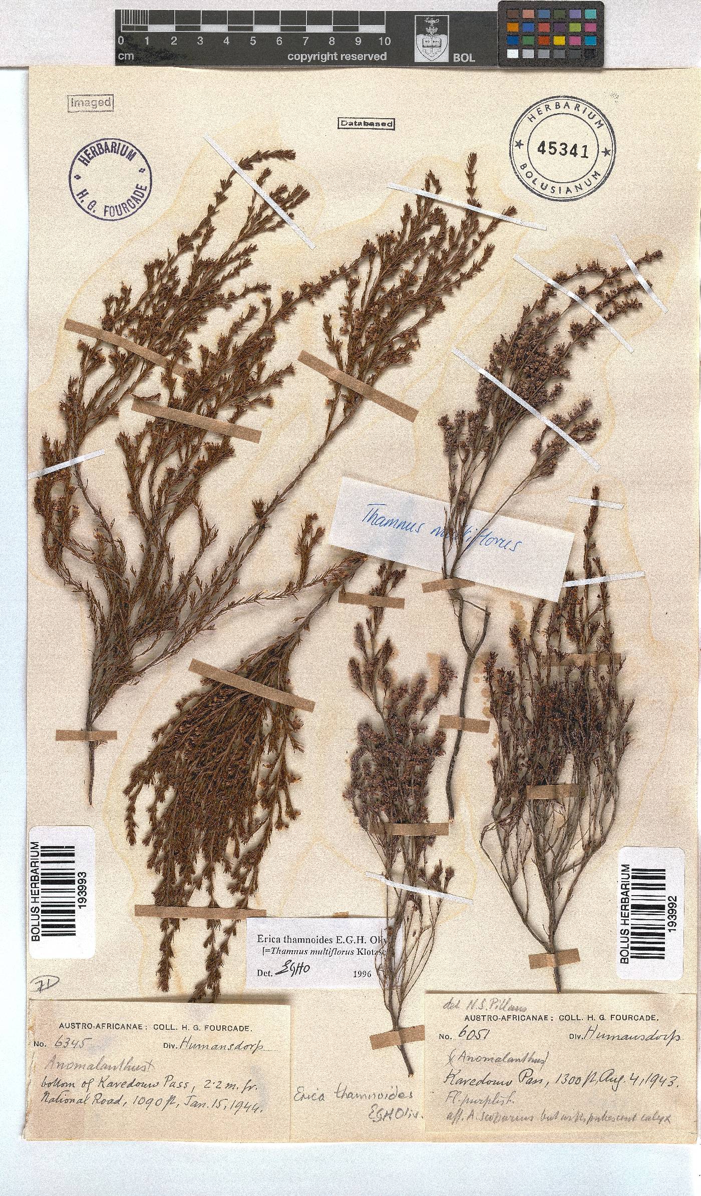 Erica thamnoides image