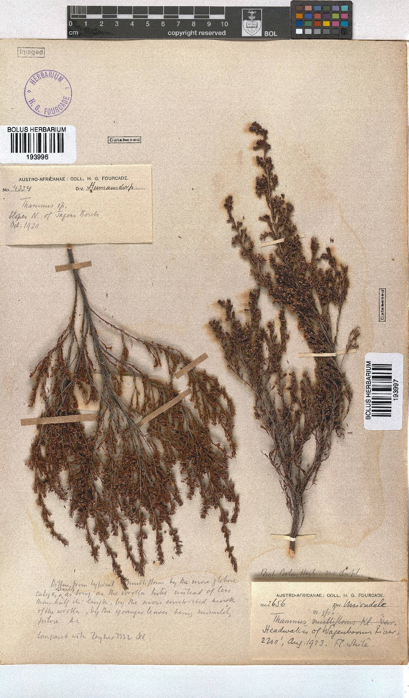Thamnus image