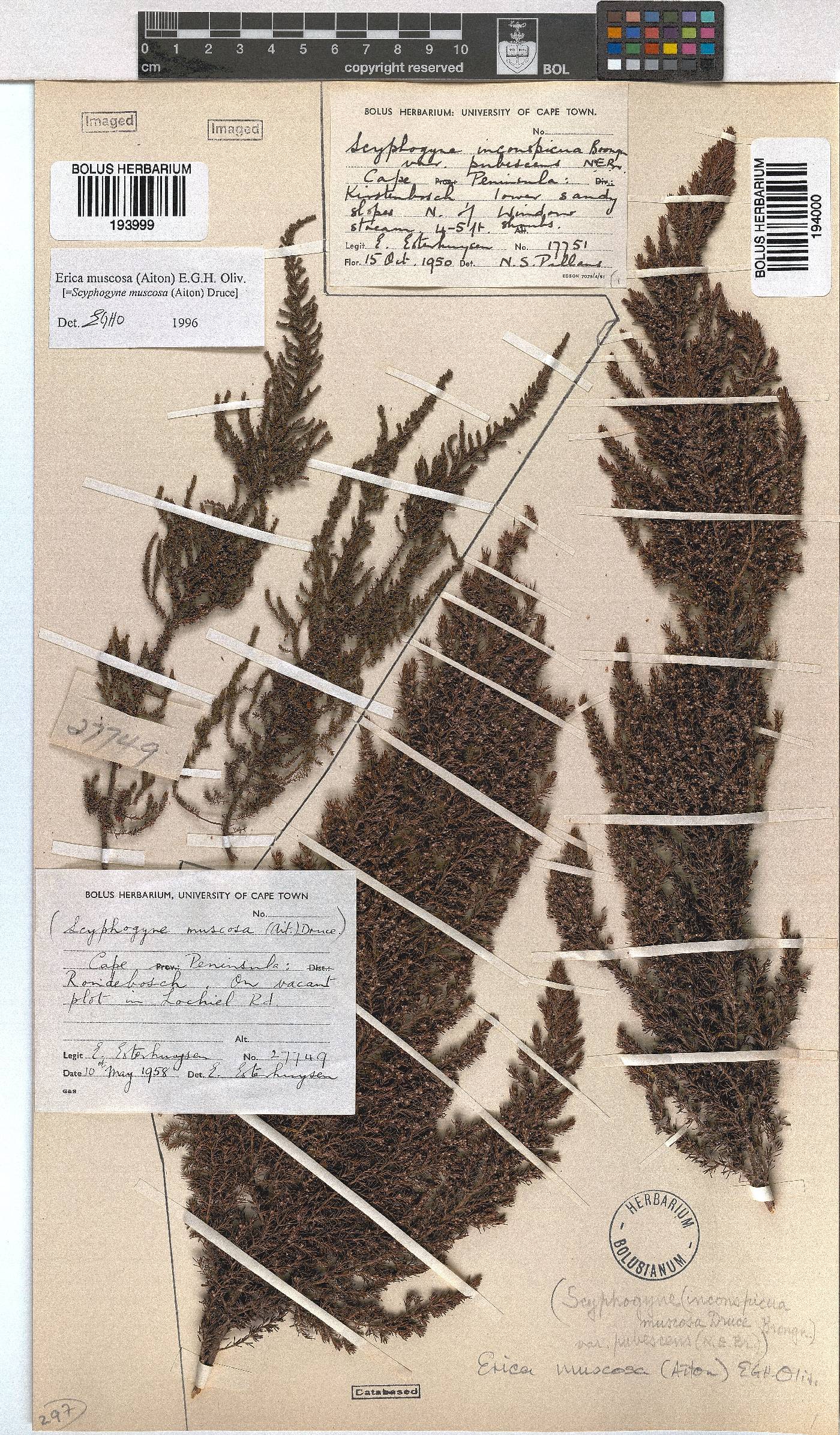 Erica muscosa image