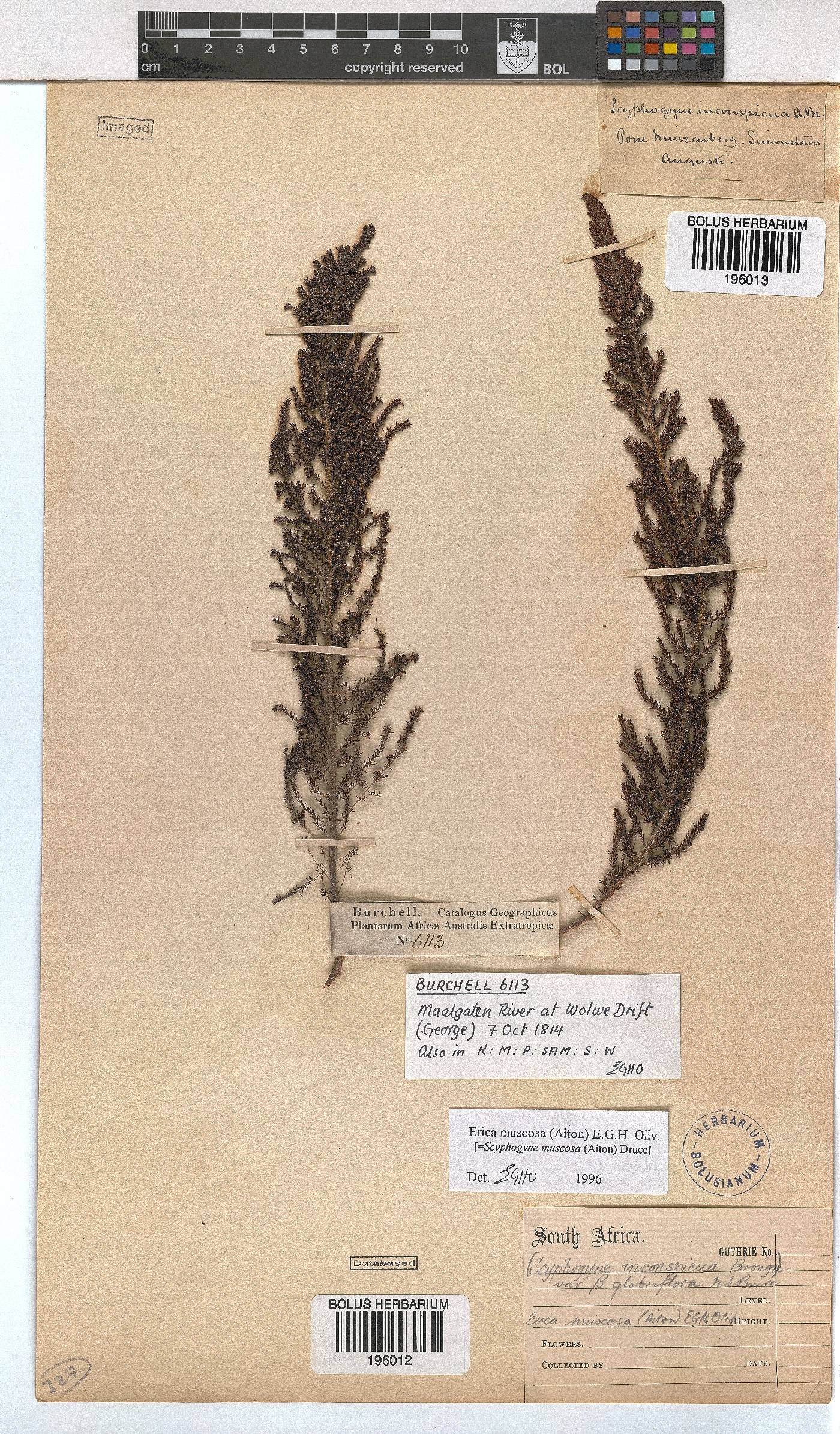 Erica muscosa image