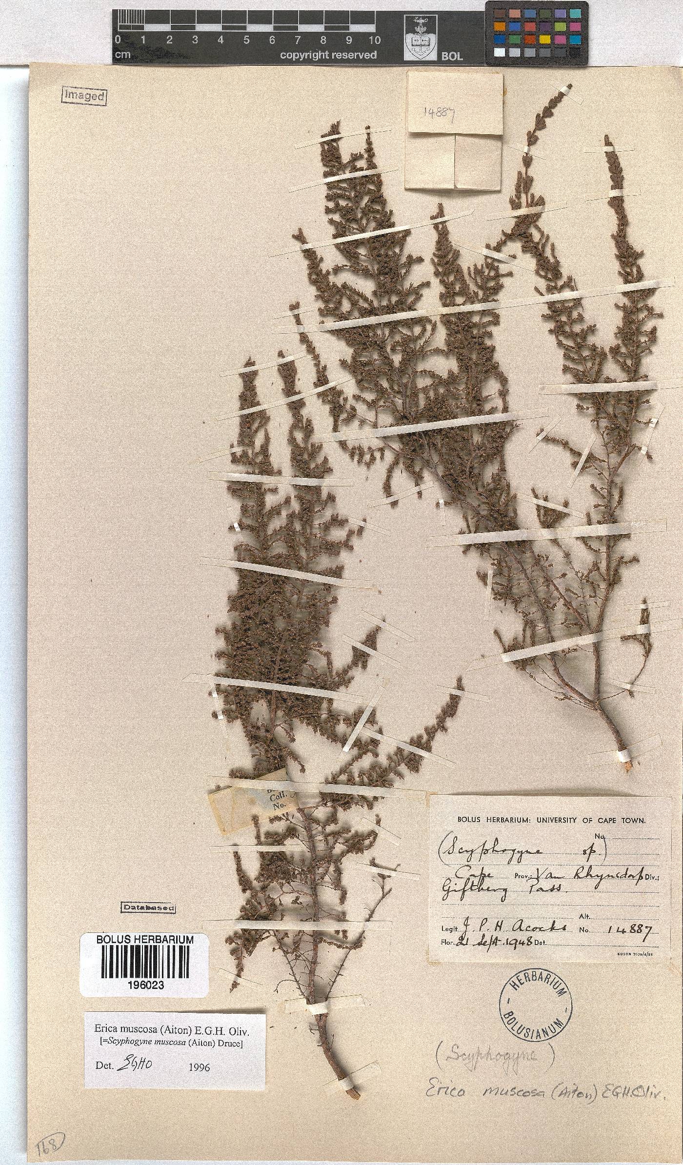 Erica muscosa image