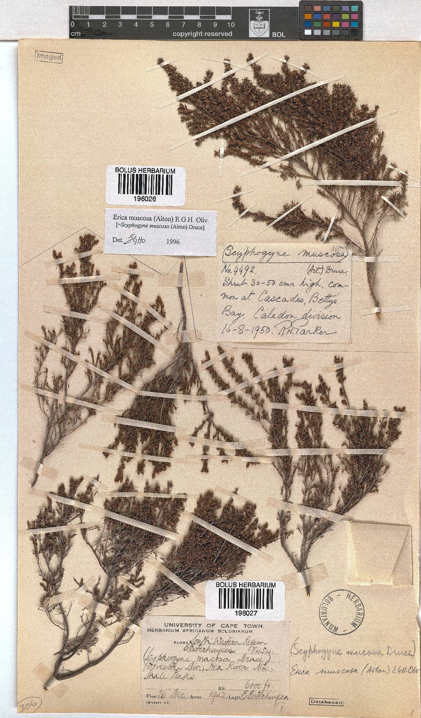 Erica muscosa image