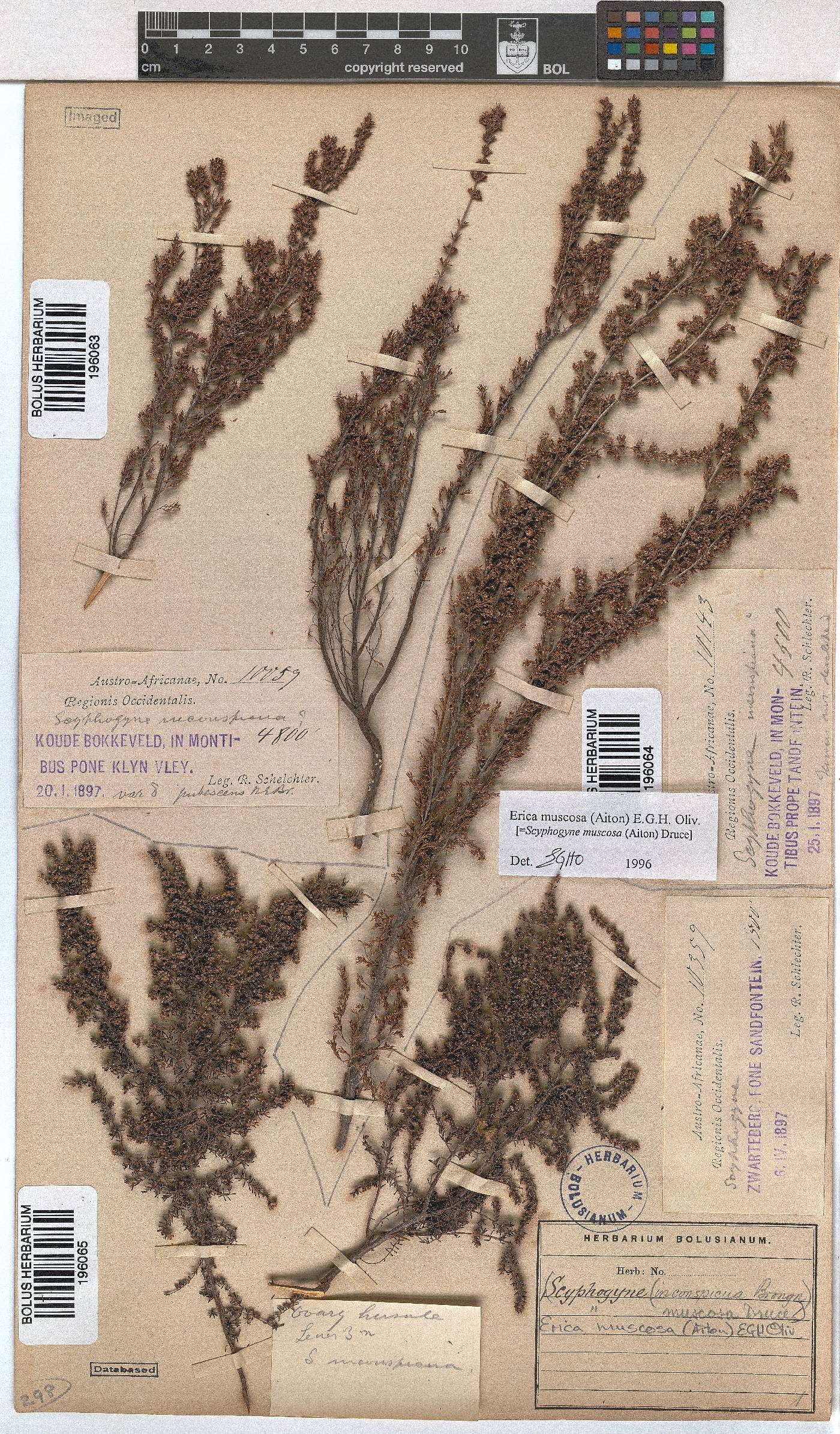 Erica muscosa image