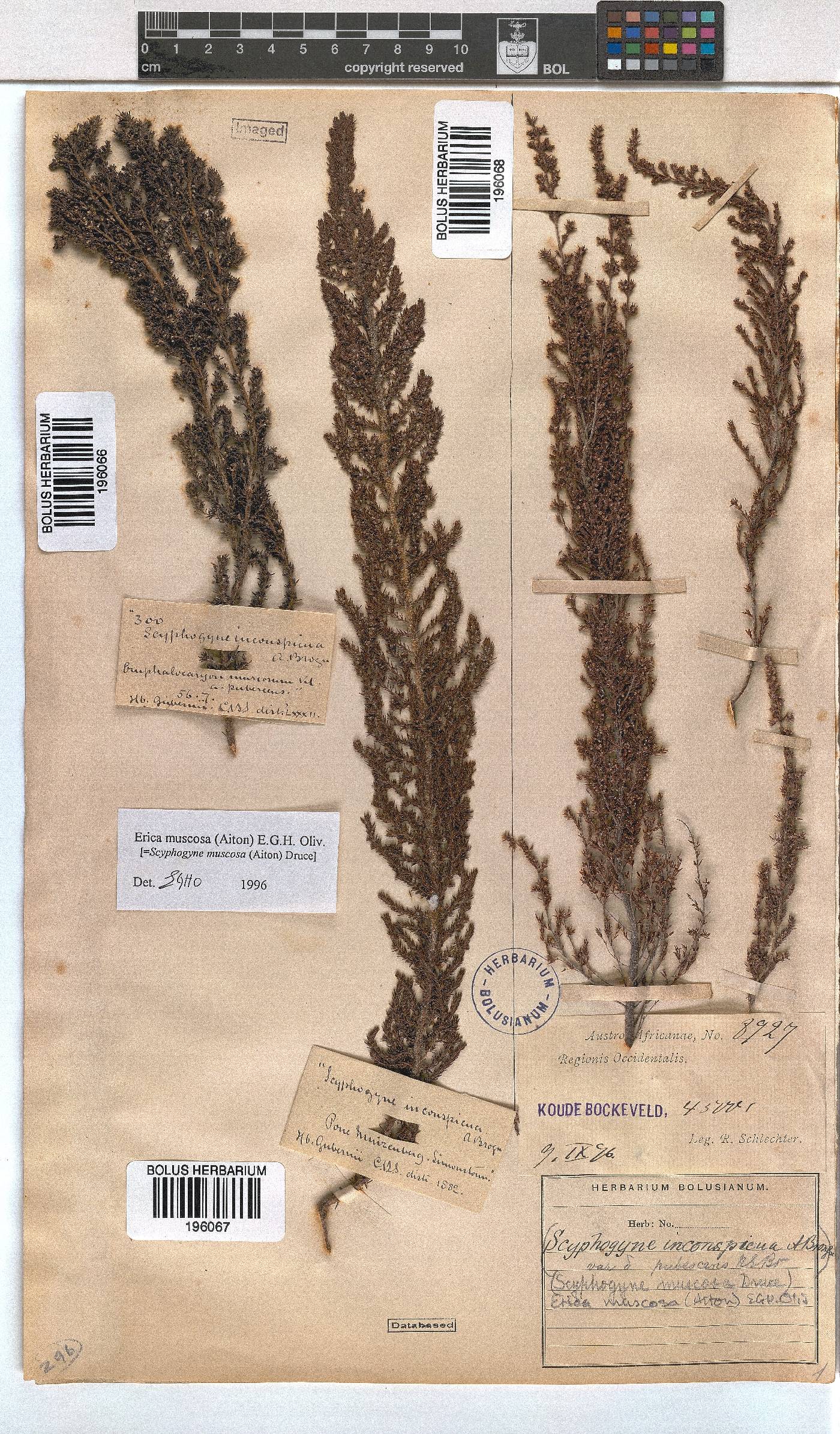 Erica muscosa image