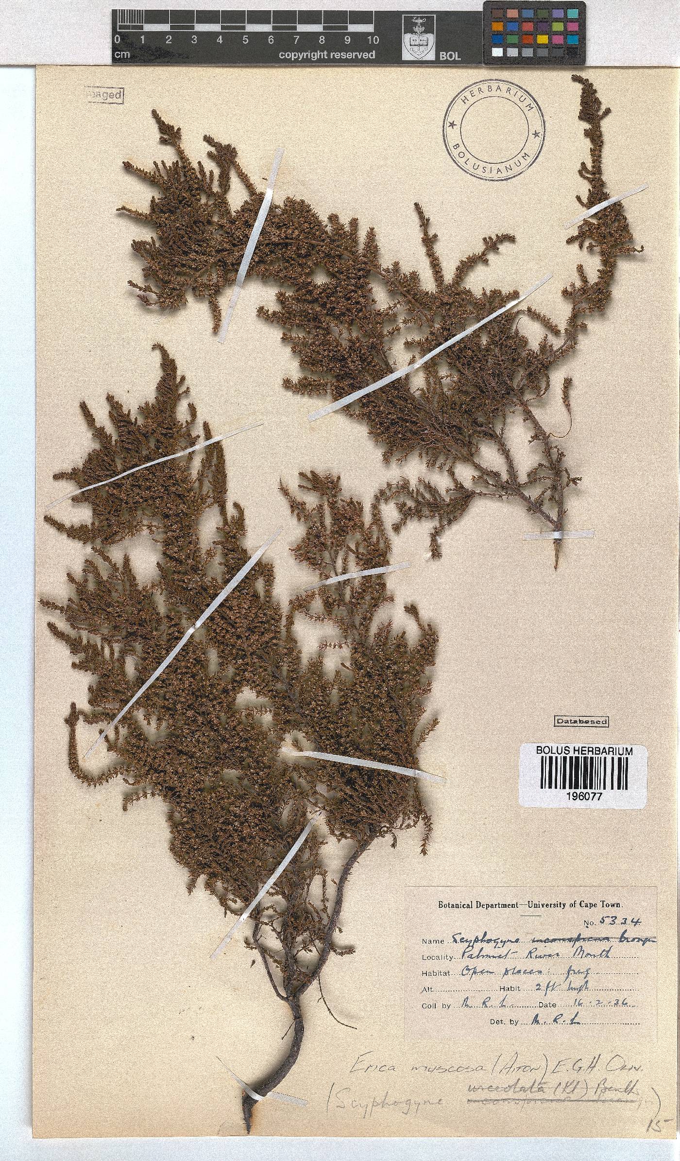 Erica muscosa image