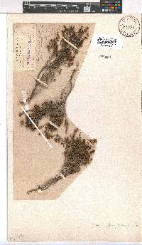 Erica maritima image