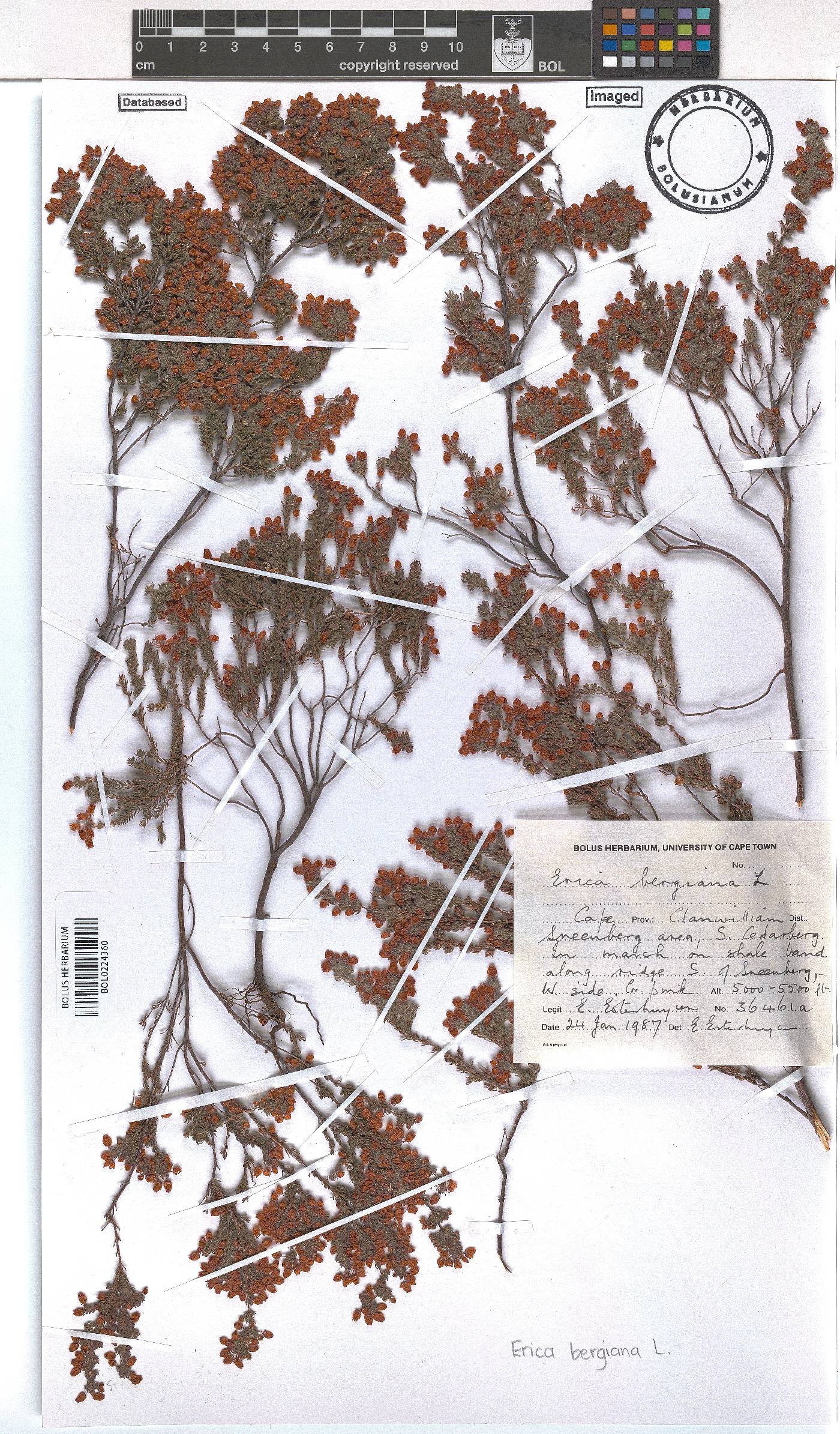 Erica bergiana image