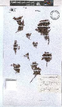 Erica saxicola image