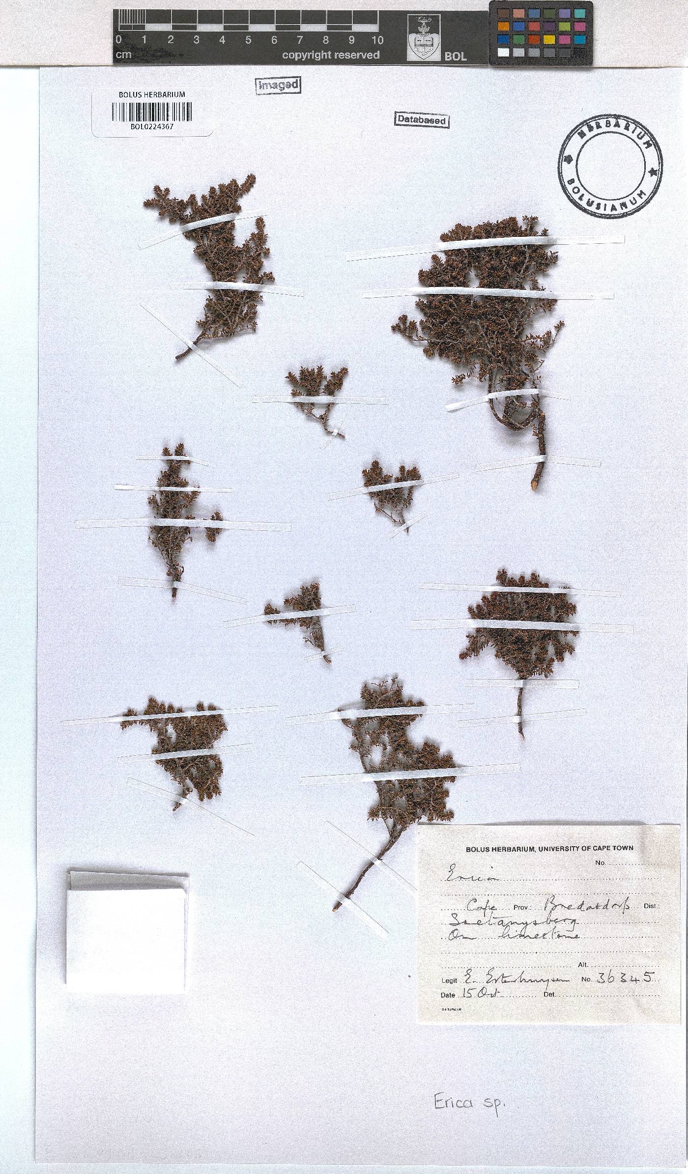 Erica saxicola image