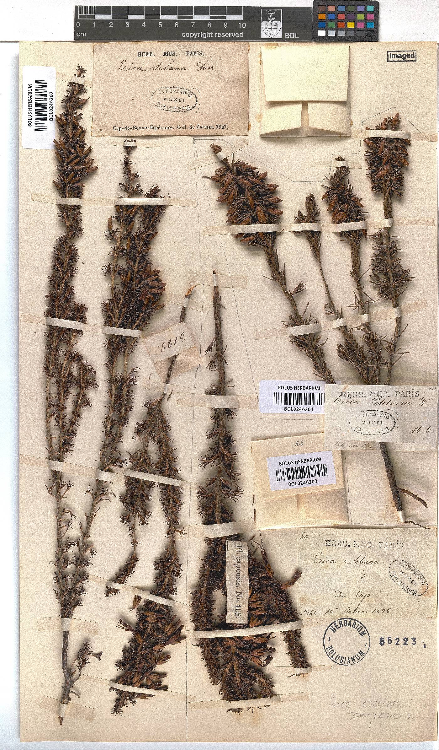 Erica coccinea image