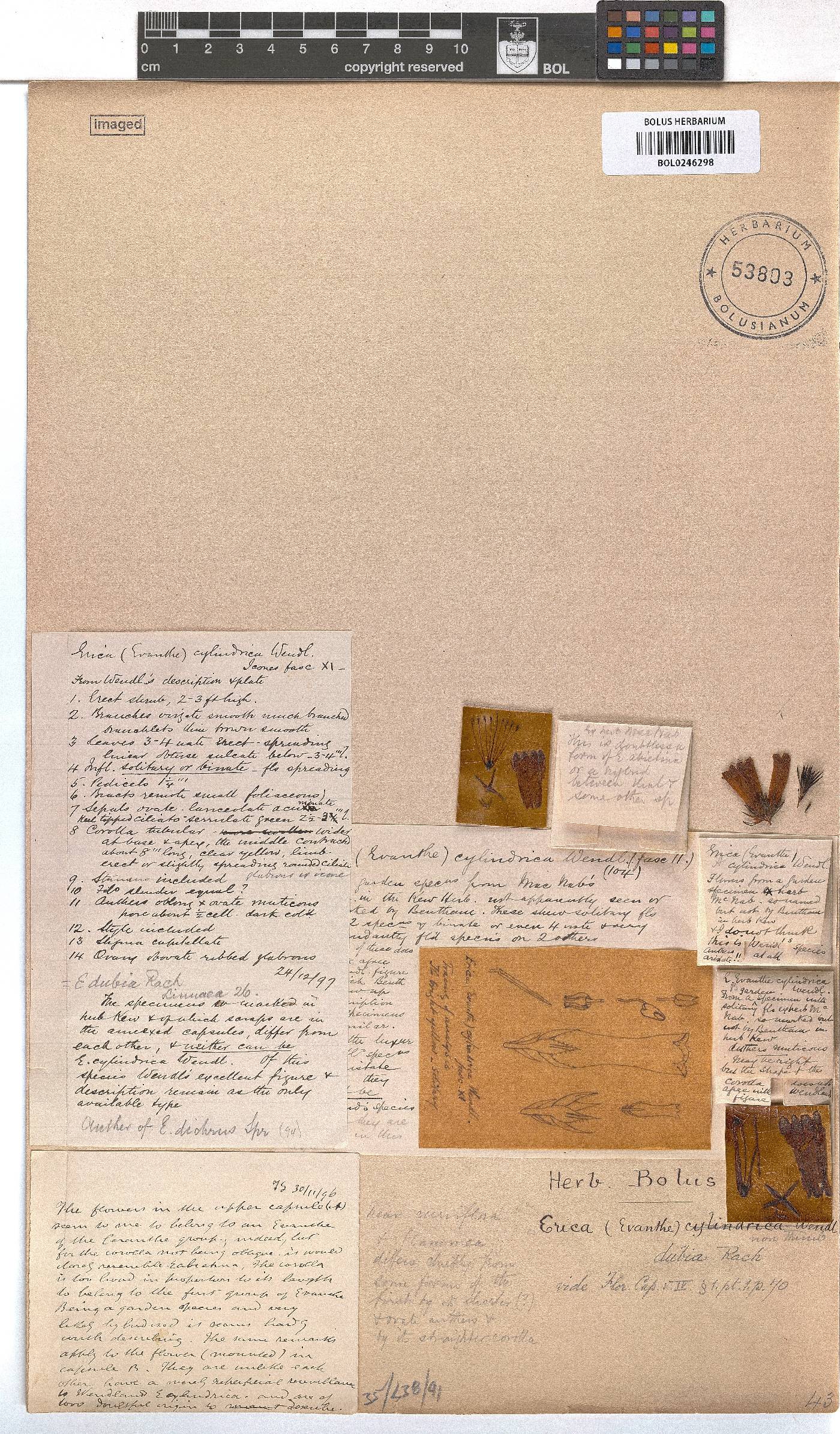 Erica × dubia image