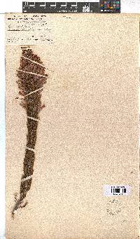 Erica curviflora image