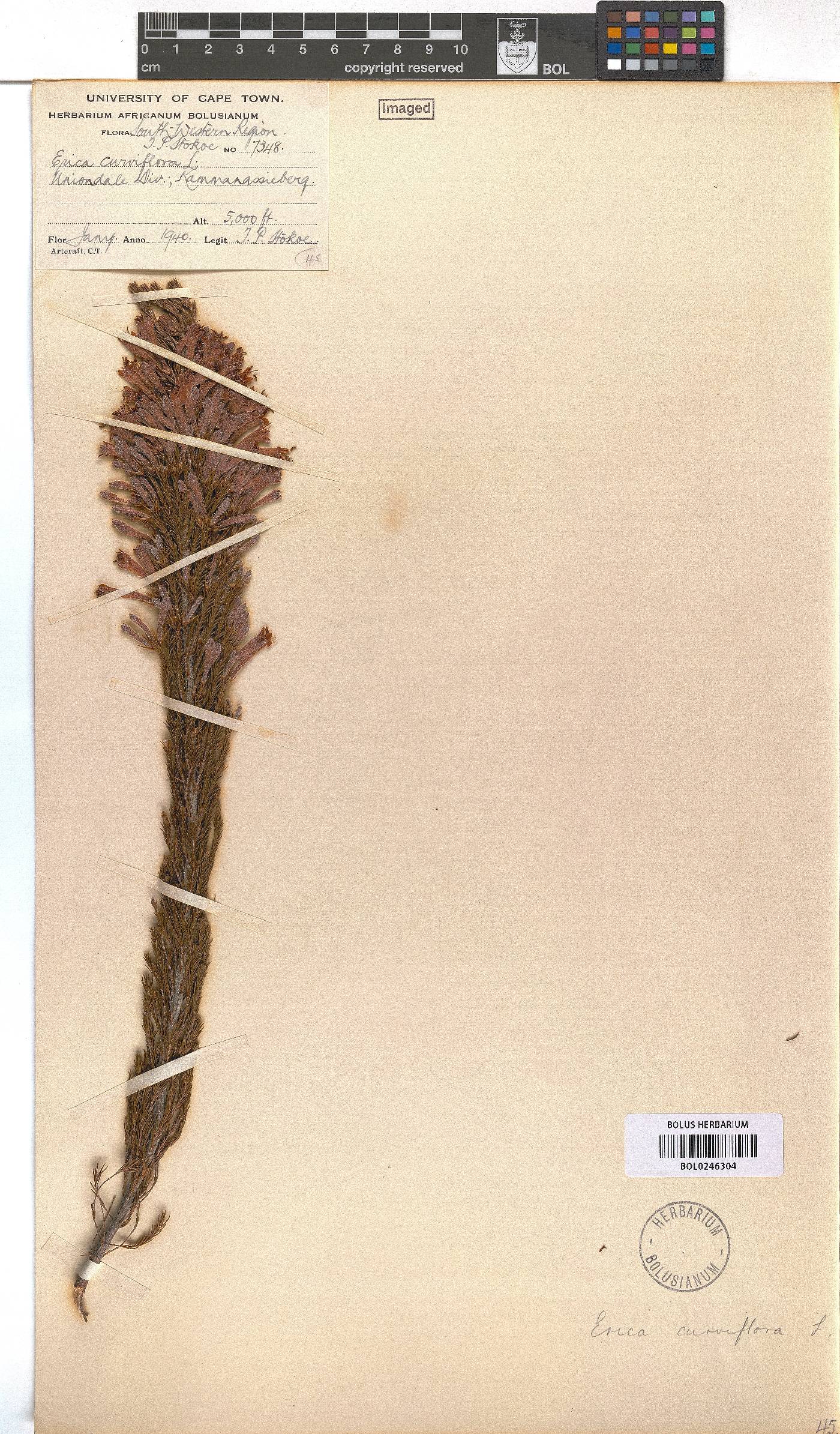 Erica curviflora image
