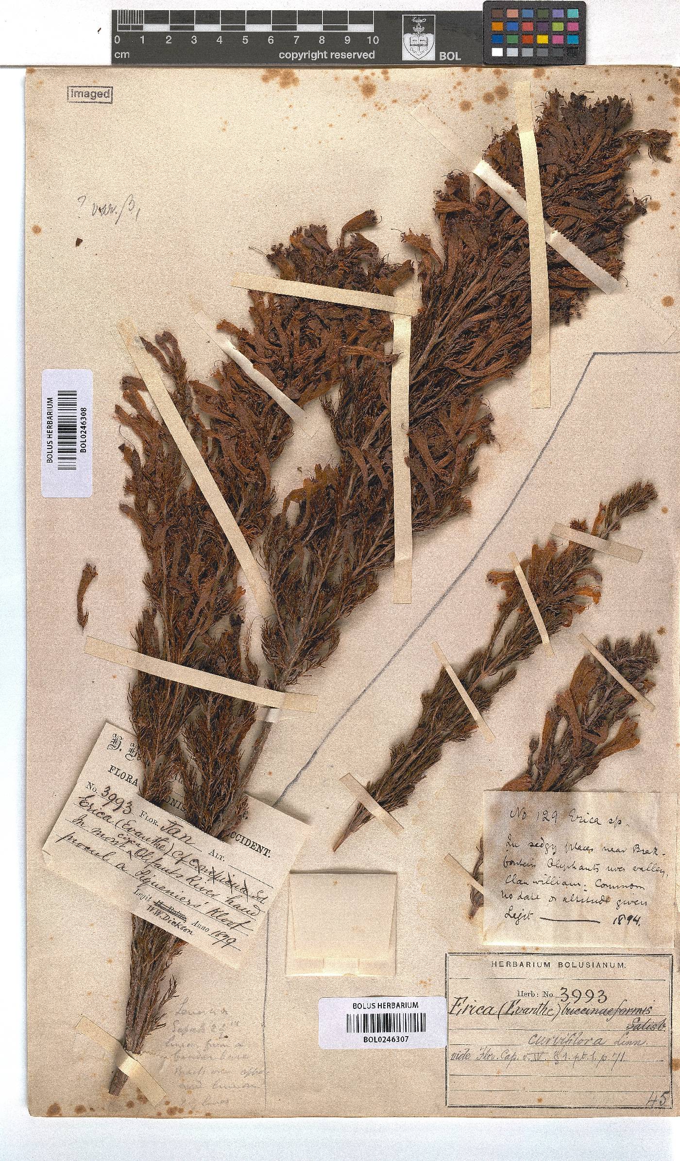 Erica curviflora image