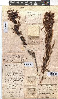 Erica curviflora image