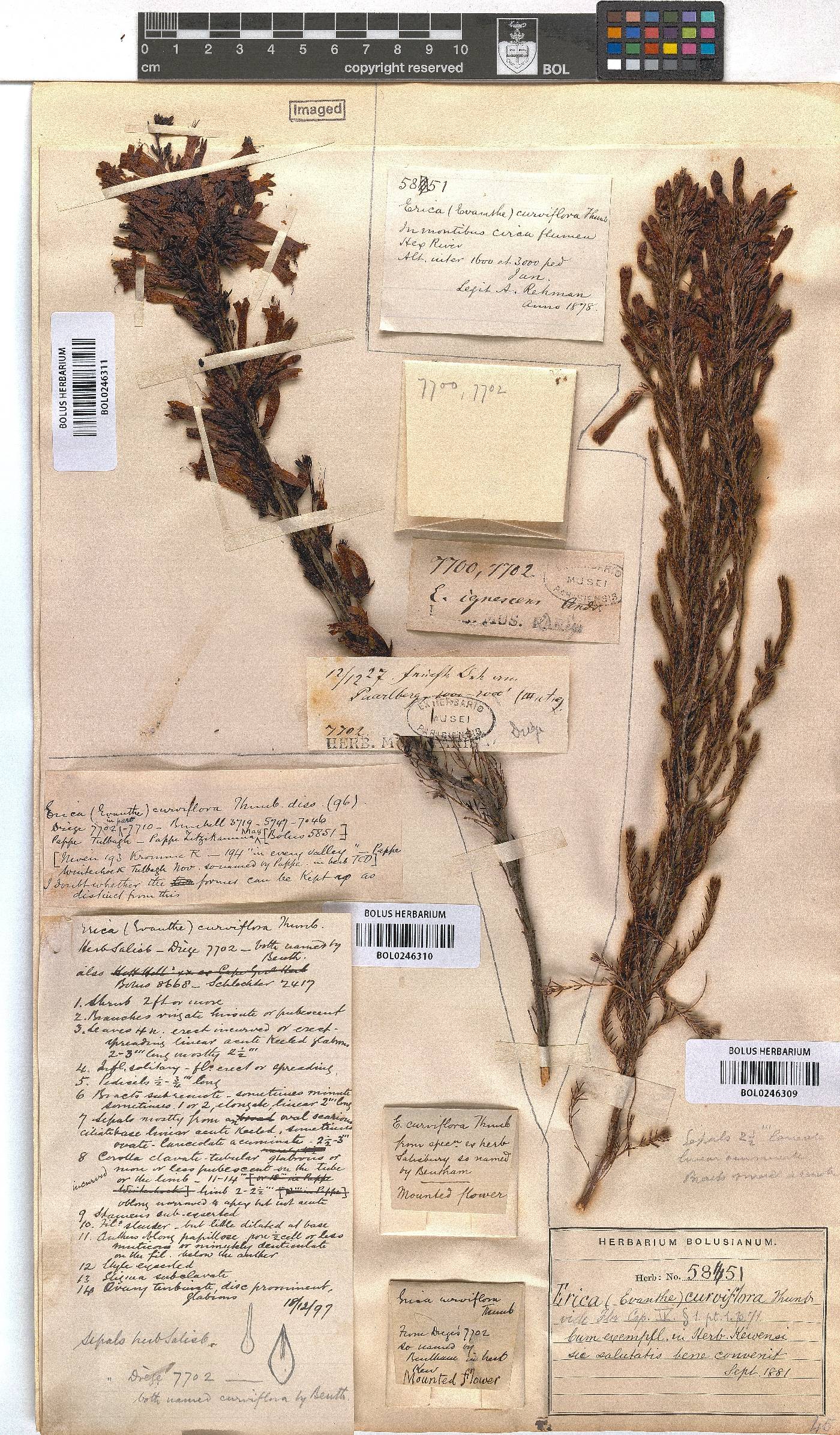 Erica curviflora image