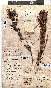 Erica curviflora image