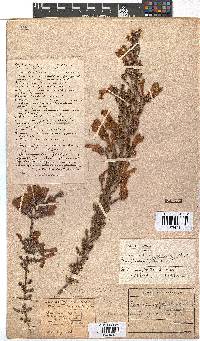 Erica glandulosa image