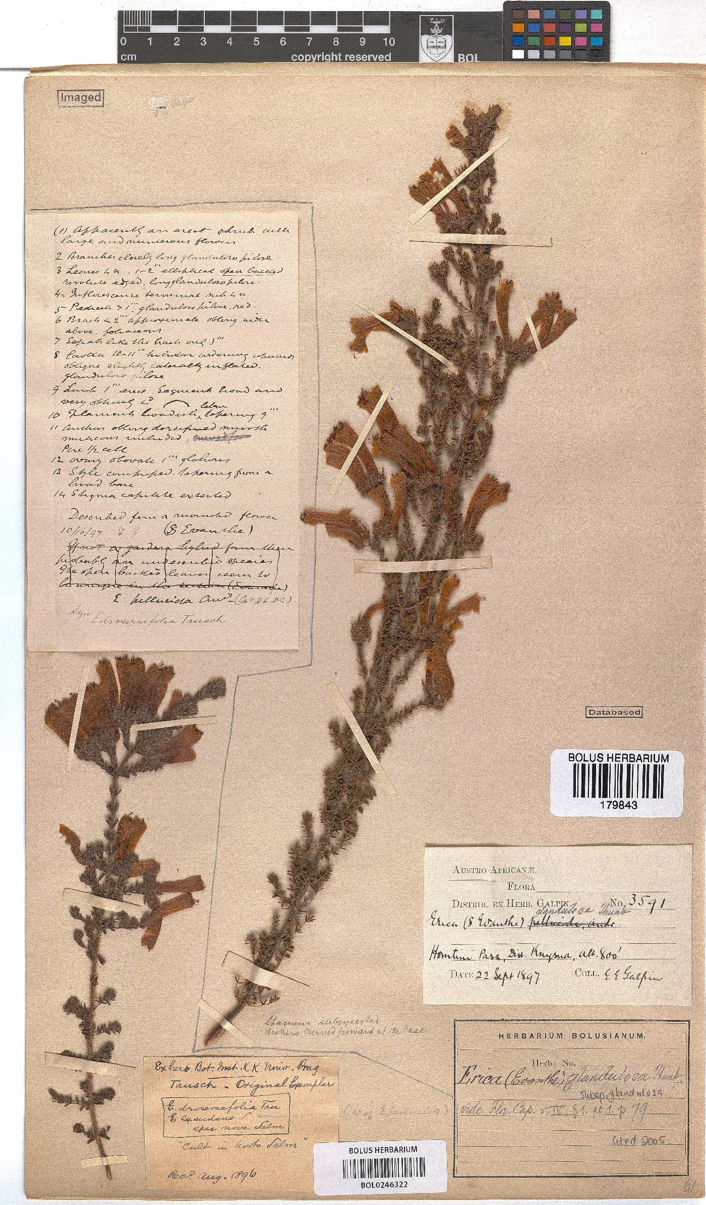 Erica glandulosa subsp. glandulosa image