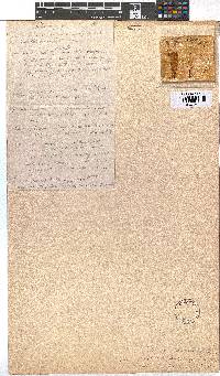 Erica glandulosa image