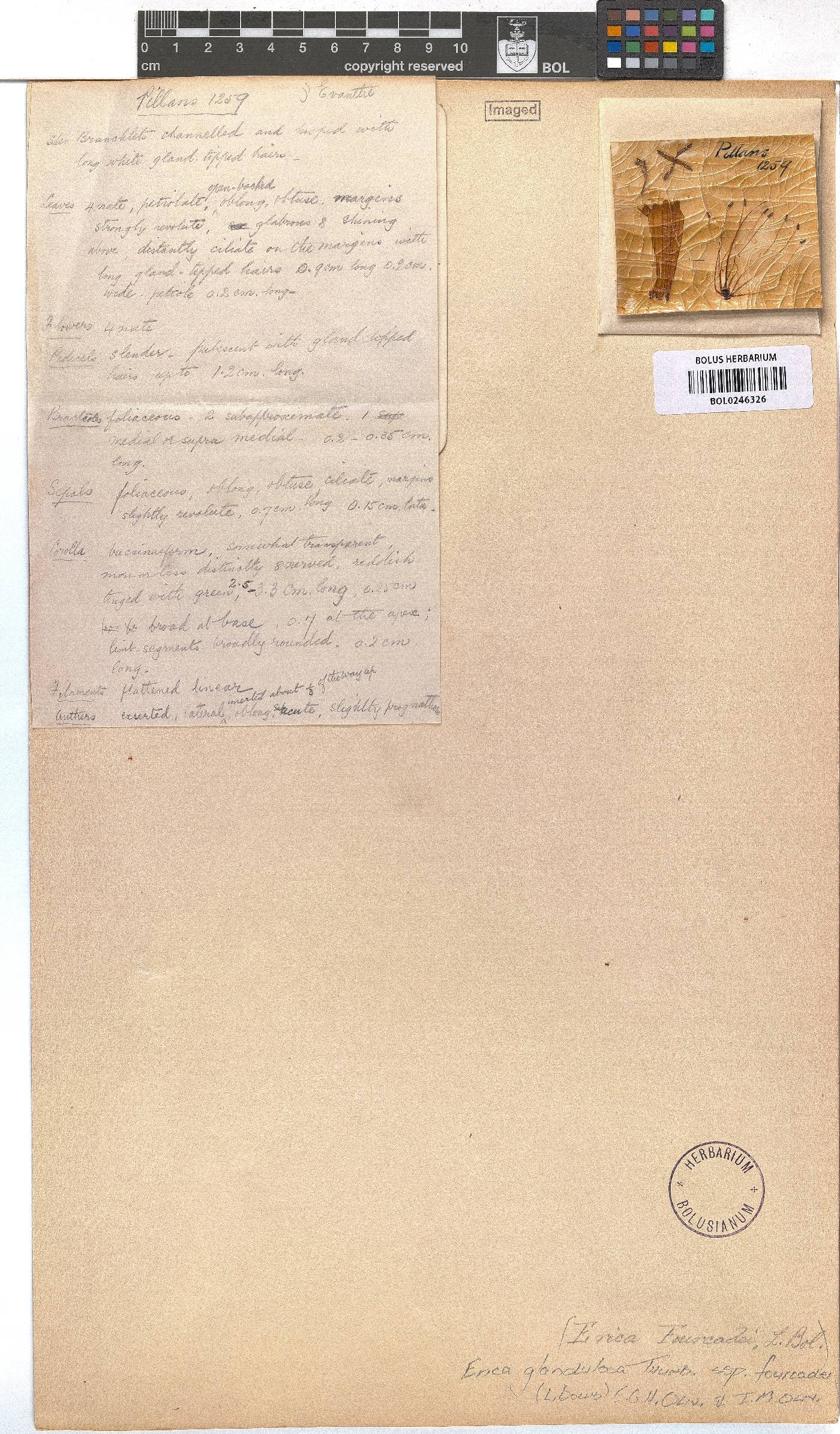 Erica glandulosa subsp. fourcadei image