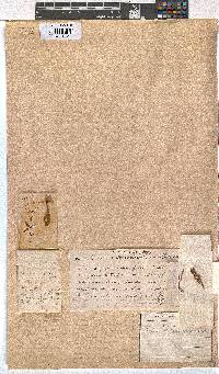 Erica shannonea image