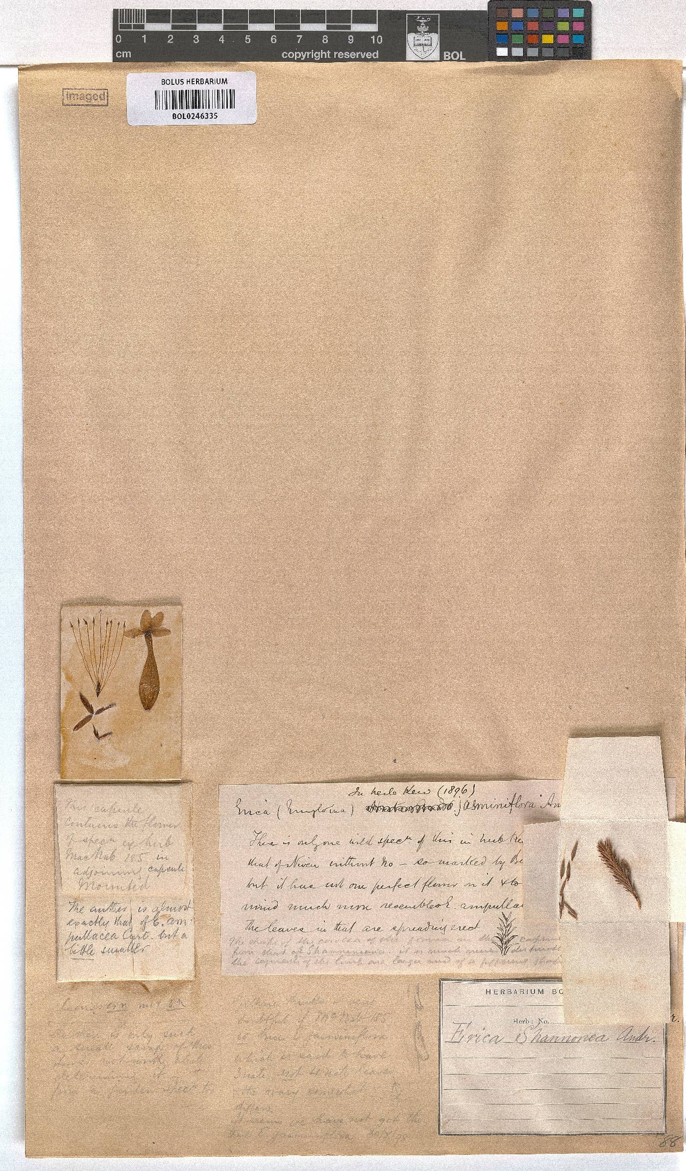 Erica shannonea image