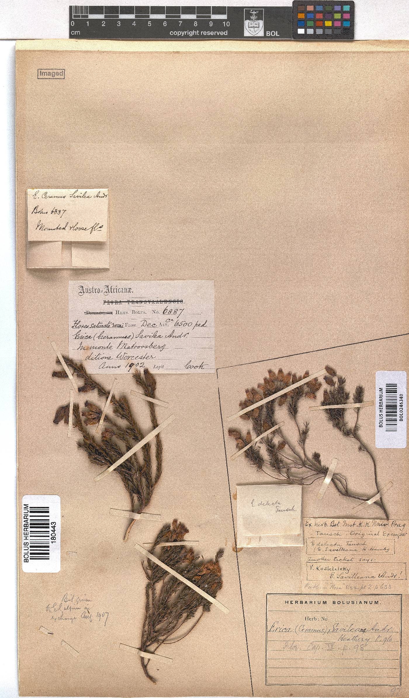 Erica savilea image