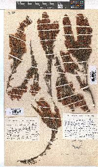 Erica transparens image