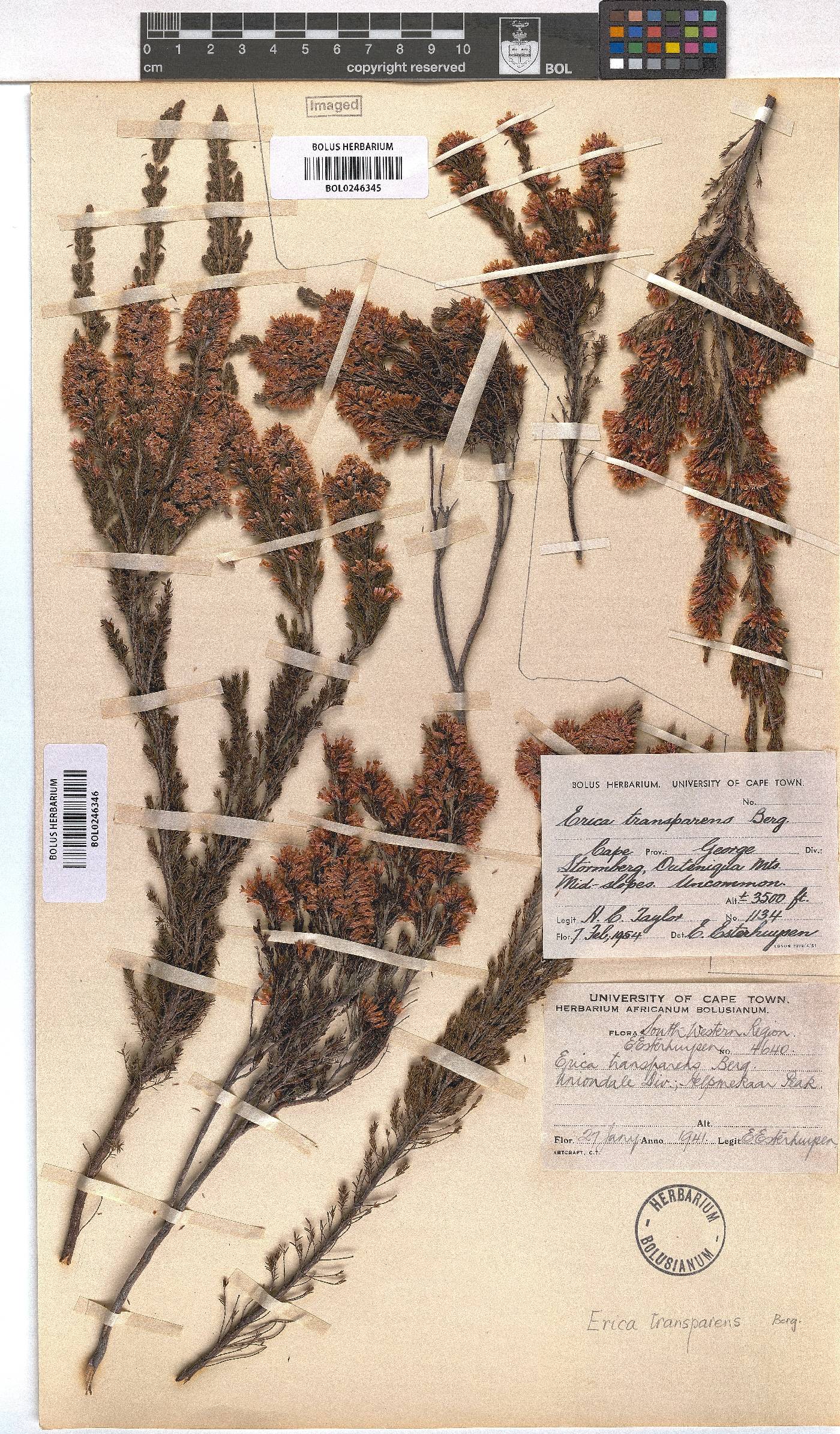 Erica transparens image