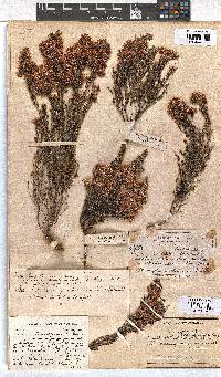 Erica transparens image