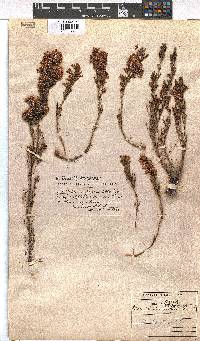 Erica transparens image