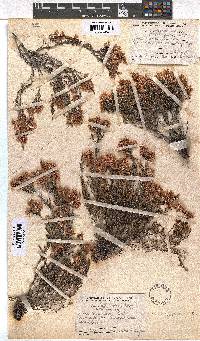 Erica transparens image