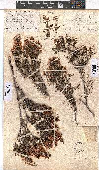 Erica transparens image