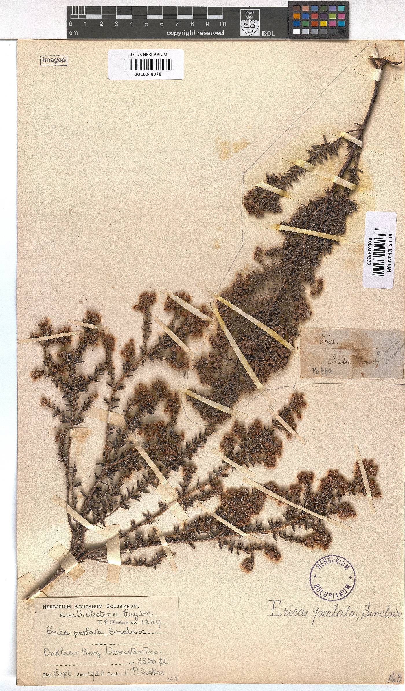 Erica perlata image